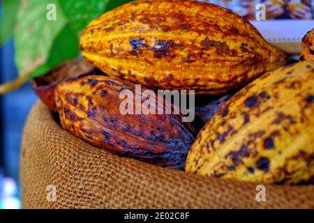 Ein Stapel reifer Kakaoschoten auf einem braunen Beutel mit schöner gelber und oranger Farbe mit rauer Textur. Stockfoto