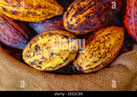 Ein Stapel reifer Kakaoschoten auf einem braunen Beutel mit schöner gelber und oranger Farbe mit rauer Textur. Stockfoto