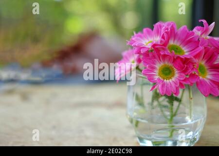 Ein Bouquet von rosa Gänseblümchen mit grünem Stiel in Ein klares Glas auf einem weichen braunen Holzkouchtisch In einem Hinterhof mit verschwommenem Hintergrund mit Morgen Stockfoto