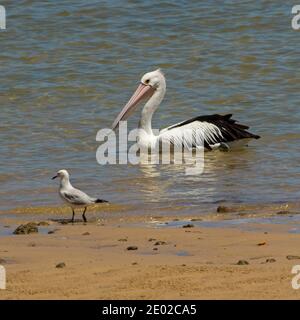 Pelikan driftet auf flachem Wasser des Pazifischen Ozeans mit Silber Möwenmöwe daneben am Sandstrand in Queensland Australien Stockfoto