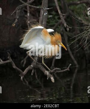 Kuhreiher, Bubulcus ibis, in buntem Zuchtgefieder, mit ausgestreckten Flügeln, auf Zweig über dunklem Wasser des Sees, Queensland Australien thront Stockfoto