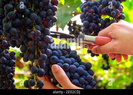 Nahaufnahme einer Hand mit einer Schere, die am Morgen einen Weintraubenhaufen in einem Weinberg schneidet. Stockfoto