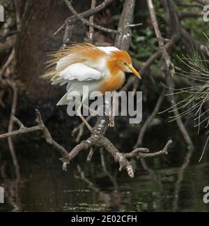 Kuhreiher, Bubulcus ibis, in buntem Zuchtgefieder, das auf einem Zweig über dem dunklen Wasser eines Sees in Queensland Australien thront Stockfoto