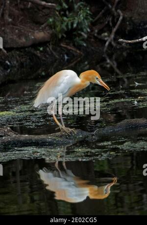 Kuhreiher, Bubulcus ibis, in buntem Zuchtgefieder watend und reflektiert in dunklem Wasser eines Sees in Queensland Australien Stockfoto