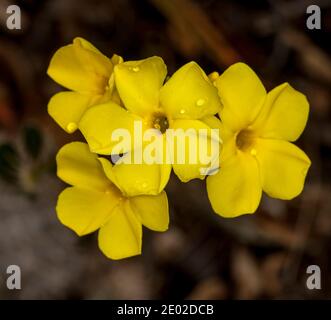 Cluster von leuchtend gelben Blüten von Pachypodium densiflorum, einer dürretoleranten Sukkulente, vor einem dunkelbraunen Hintergrund Stockfoto