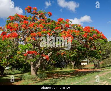 Poinciana Baum, Delonix regia, großer tropischer sommergrüner Sommer blühender Baum, bedeckt mit flammenroten Blumen unter blauem Himmel, in Queensland Australien Stockfoto