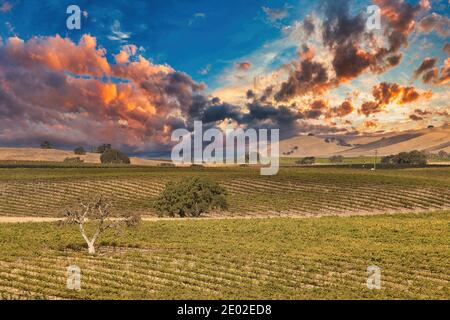 Weinberge in Paso Robles Kalifornien Stockfoto