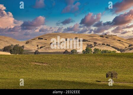 Weinberge in Paso Robles Kalifornien Stockfoto