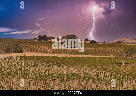 Weinberge in Paso Robles Kalifornien Stockfoto