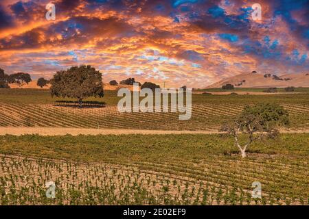 Weinberge in Paso Robles Kalifornien Stockfoto