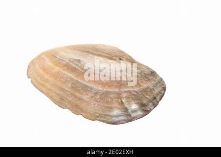 Perlmutt Muschelschale, halb groß, isoliert auf weißem Grund. Nahaufnahme Stockfoto