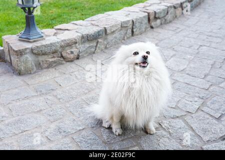 Weißer spitz Hund auf grünem Natur Hintergrund, kopieren Raum Stockfoto