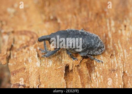 Ein überwinternder Kanada Distelkäfer ( Larinus planus ) versteckt sich in totem Holz, um vor Frost zu schützen. Diese Käfer ernähren sich von verschiedenen Disteln ... Stockfoto