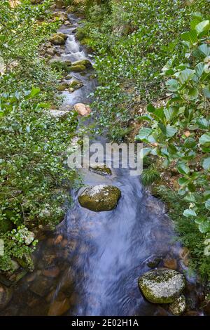 Grüner atlantischer Wald in Ribeira sacra. Mao Fluss, Galizien. Spanien Stockfoto