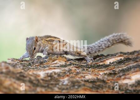 Indian Palm Squirrel - Funambulus palmarum, schöne Eichhörnchen häufig in indischen Wäldern und Wäldern, Sri Lanka. Stockfoto