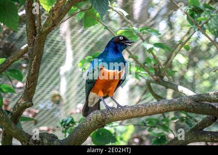 MALAYSIA, KUALA LUMPUR, 07. JANUAR 2018: Superstar auf einem Baum Ast zwischen Vegetation hautnah. Bild aus dem Vogelpark in Kuala Lumpur Stockfoto