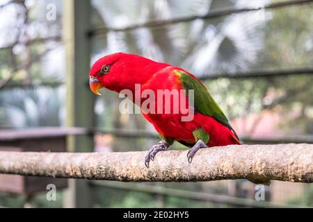 MALAYSIA, KUALA LUMPUR, 07. JANUAR 2018: Nahaufnahme einer quatschenden Lory, die in einer Voliere sitzt. Rot-grüner Papagei im Kuala Lumpur Bird Park Stockfoto