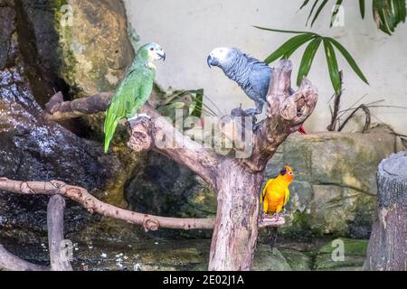 MALAYSIA, KUALA LUMPUR, 07. JANUAR 2018: Drei Papageien, grün, grau und gelb, sitzen in einer Voliere im Kuala Lumpur Bird Park Stockfoto