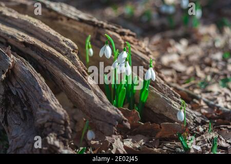 Zarte Blumen Schneeglöckchen wuchsen auf einem alten Stumpf im Wald. Frühlingslandschaft. Stockfoto