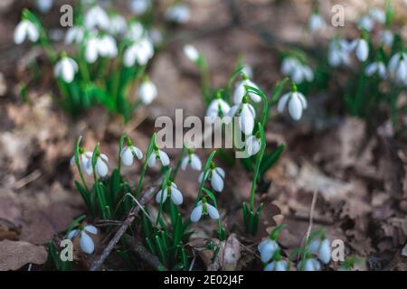 Schneeglöckchen wuchsen durch ein altes Laub im Wald. Frühlingslandschaft mit schönen zarten Blumen. Stockfoto