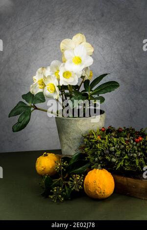 Helleborus niger Stockfoto
