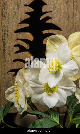 Helleborus niger mit einem Holzobjekt Stockfoto