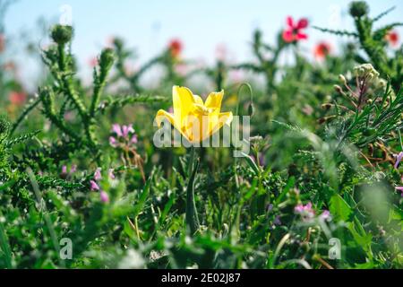 Wilde gelbe Tulpe Nahaufnahme in einem natürlichen grünen Feld mit verschiedenen Blumen und Kräutern. Stockfoto