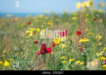 Wilde rote Tulpen in einem natürlichen grünen Feld mit gelben Blumen und Kräutern gegen den blauen Himmel. Stockfoto