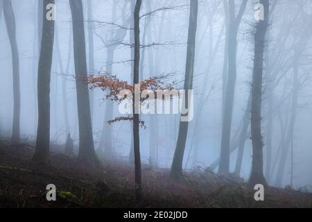 Buche in einem nebligen Wald in Dorset UK Stockfoto