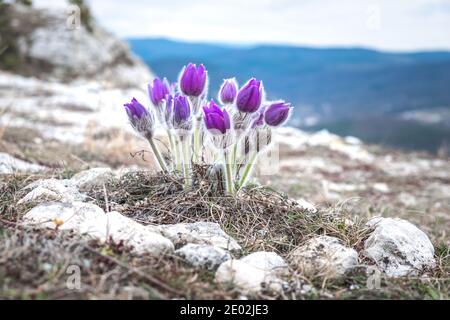 Östliche Pasque Blume auf einem Hügel in der Nähe. Stockfoto