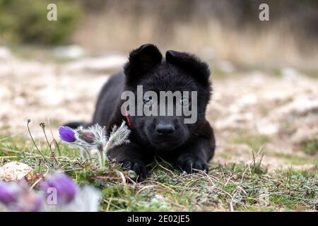 Niedlicher Welpe eines schwarzen deutschen Schäfers liegt im Frühjahr auf dem Gras. Stockfoto