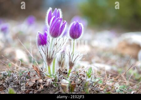 Schöne lila pasque-Blume Nahaufnahme wächst in einer Frühlingswiese. Stockfoto