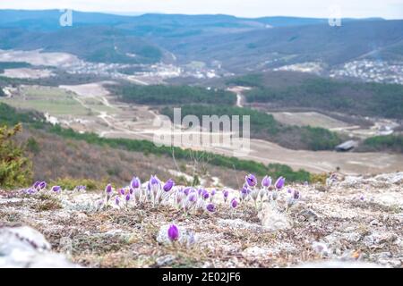 Frühlingspasque-Blume wachsen auf einem Hang vor der Kulisse der Berge. Stockfoto