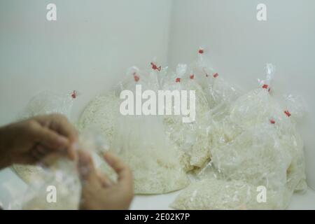 Mikrobiologe Anbaukultur von Beauveria bassiana entomopathogenen Pilz auf Reis im Labor. Mikrobielle Kontrolle von Insekten Stockfoto