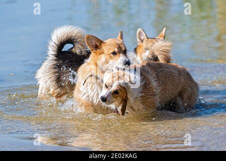 Mehrere glückliche Welsh Corgi Hunde spielen und springen in der Wasser am Sandstrand Stockfoto