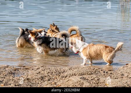 Mehrere glückliche Welsh Corgi Hunde spielen und springen in der Wasser am Sandstrand Stockfoto