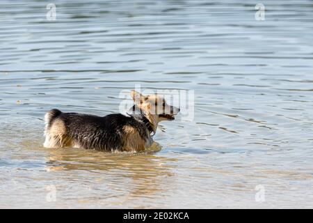 Welsh Corgi Pembroke Hund schwimmt im See und genießt Ein sonniger Tag Stockfoto