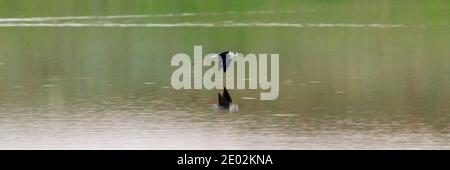 Ein Black-winged Stilt oder Himantopus himantopus im Flug. Stockfoto