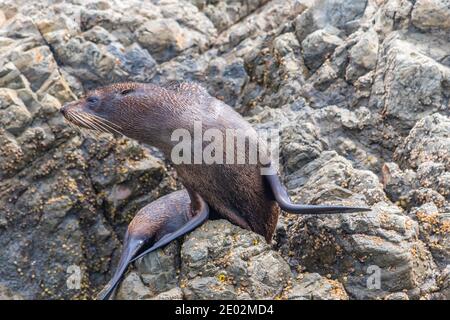 Neuseeländische Pelzrobbe in Kaikoura, Neuseeland Stockfoto