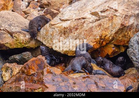 Neuseeländische Robbenjungen bei Kaikoura, Neuseeland Stockfoto