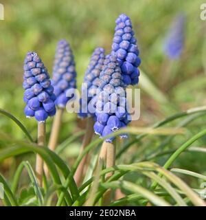 Blühende Traubenhyazinthen, Muscari, im Frühjahr Stockfoto