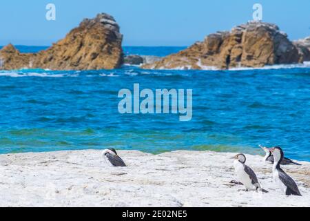 Pied Shag in Kaikoura, Neuseeland Stockfoto