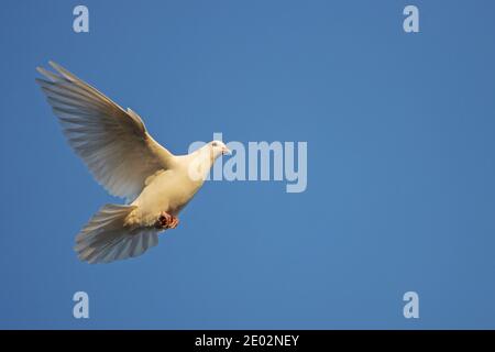 Weiße Taube im Sonnenuntergang Strahlen fliegt über den blauen Himmel, Vogel Stockfoto