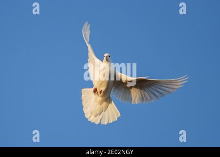 Weiße Taube Symbol des Friedens spreizte seine Flügel in den blauen Himmel, Vogel Stockfoto