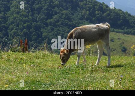 Rinder, Kalb, Berge im Hintergrund. Stockfoto