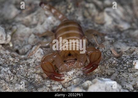 Skorpion, Euscorpius spec., Euscorpius, Skorpion, Kroatien, Kroatien Stockfoto