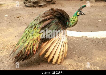 Pfau - Pfauen mit offenen Schwanz, schöne Vertreter Exemplar der männlichen Pfau in metallischen Farben. Stockfoto