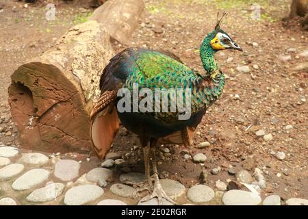 Pfau - Pfauen mit offenen Schwanz, schöne Vertreter Exemplar der männlichen Pfau in metallischen Farben. Stockfoto