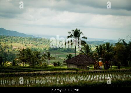 Eine der berühmtesten Touristenattraktionen in Bali, Jatiluwih Rice Terrace Stockfoto