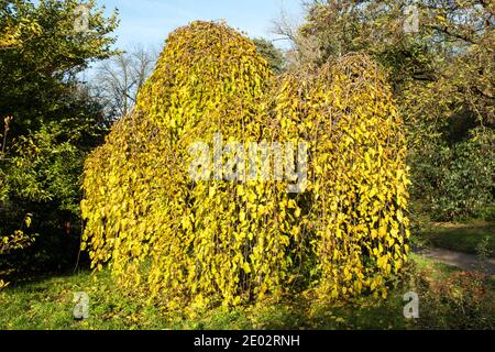 Morus alba 'Pendula' in Belmonte Arboretum in Wageningen, Niederlande Stockfoto